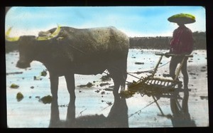 Chinese man plowing a rice field, China, ca. 1918-1938