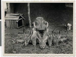 Heads of a warthog, reedbucks and mountain goats, Ayra, Ethiopia, 1929