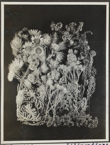 Flower arrangement, Tanzania