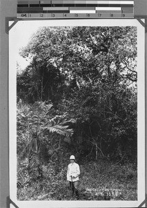 Missionary Kretschmer in the rain forest, Rungwe, Tanzania, ca. 1892-1916