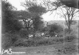 Cattle in a kraal, Makulane, Mozambique, ca. 1896-1911