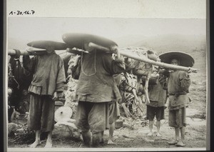 Transport lebender Schweine in China