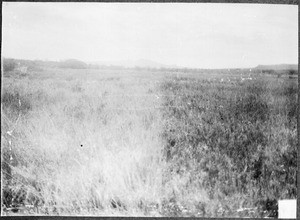 Giraffes, Tanzania, ca. 1900-1914