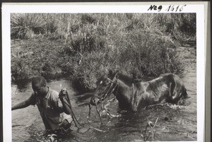 Durchs Wasser i. Mbembeland