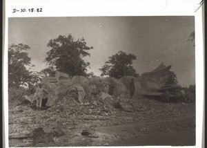 Silk-cotton tree which has been felled in Kumase