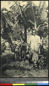 Banana tree with fruit, Congo, ca.1920-1940