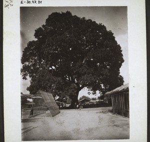 Schattenbaum in Bonaberi.(Kam.) Zusammenstellen eines Daches