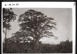 Affenbrotfruchtbaum