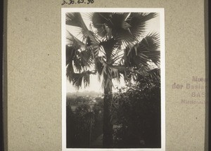 Palm in the mission house garden, Kumase