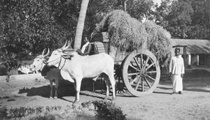 Tirukoilur, Arcot, South India. The ox wagon in Dajastalam, loaded to the tent trip.(Used as po