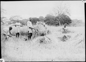 Men at rye harvest, Tanzania, ca.1907-1930