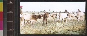 Farm land near Aleru, Andhra Pradesh, India, s.d