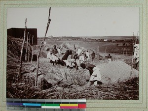 Rice threshing, Ambato, Madagascar, 1900