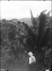 Wild banana trees, Lemana, Limpopo, South Africa, ca. 1906-1907