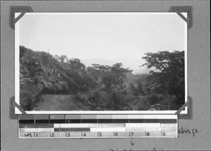 Path through the forest in the mountains, Rungwe, Tanzania, ca.1929-1930