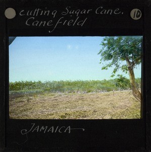 Cutting Sugar Cane, Jamaica, ca.1875-ca.1940