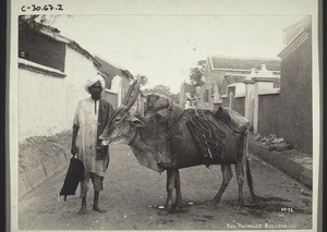 "Indian ox, carrying water-bottles."