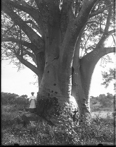 Baobab, Kouroulene, South Africa, ca. 1901-1907