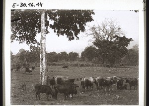 Cows of the dairy-farm in Sopo near Buea