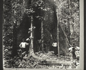 Seidenwollbaum m. Seitenwurzeln