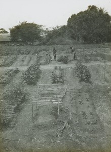 Allotments, Congo, ca. 1920-1930