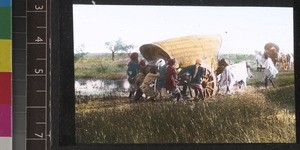 Bullock cart stuck in mud, Andhra Pradesh, India, s.d