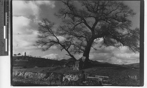 A unique tree at Fushun, China, 1936