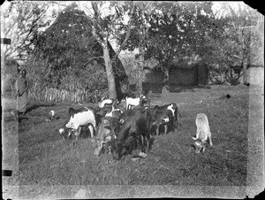 Grazing cattle, Tanzania, ca.1893-1920