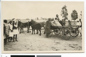 African bridal couple sitting in a carriage, South Africa