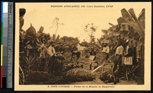 Men on a farm harvesting bananas, Bingerville, Ivory Coast, ca. 1900-1930