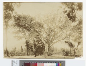 Fig tree, Blantyre Malawi, ca.1910