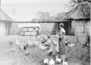 European woman feeding geese and chickens, Tanzania, ca.1896-1920