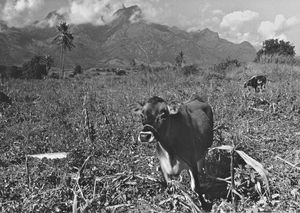 Morogoro, Tanzania. Fra den afrikanske farm, hvor missionær, agronom Poul Sloth Petersen arbejder. (Udsendt af DMS til Tanzania, 1977-81. Lærer ved landbrugsafdelingen, Lutheran Junior Seminary i Morogoro)