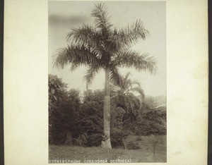 Königspalme (Oreodaza oleracea) im botan. Garten in Kamerun