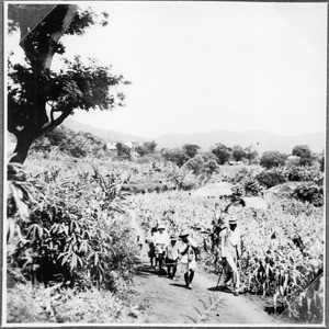 A maize field being shown to mission inspector Küchler, Tanzania, ca.1927-1938