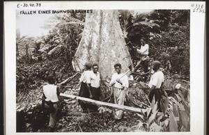 Felling a Silk Cotton Tree in the Boatanical Garden, Cameroon