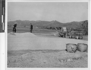 Drying the rice at Wuzhou, China, 1949