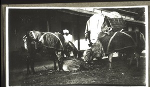 Oxen wagon with two draft animals, such as is frequently used to transport sick people