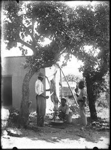Butchering, Shilouvane, South Africa, ca. 1901-1907