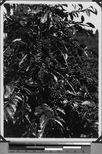 Coffee plant of the Moravian Society, Tanzania, 1927-1939