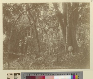 Group portrait in jungle, Kikuyu, Kenya, ca.1908-1912