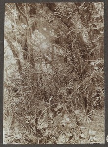 Primeval forest, Tanzania