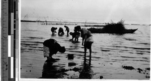 Group of people collecting material from the water, Japan, ca. 1920-1940