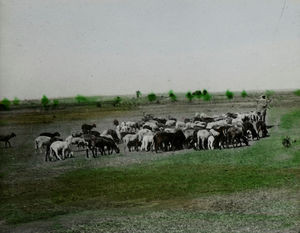 A cowherd in Santal landscape