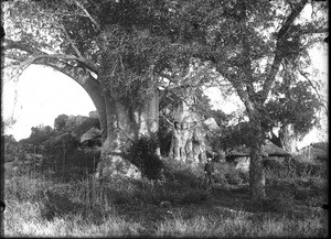 Baobabs, Kouroulene, South Africa, ca. 1901-1907