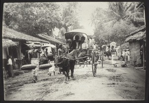 Strassenscene, Ceylon. Pingo-Träger, Ochsenkarren