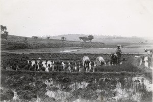 Ricefields, in Madagascar