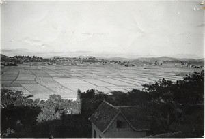 Ricefields, in Madagascar