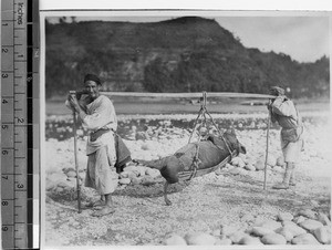 Men carrying pig to market, Leshan, Sichuan, China ca.1915-1925