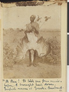 Large game bird, Dodoma, Tanzania, July-November 1917